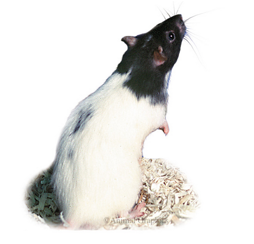 Rat for the Penny style chair